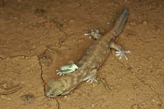 Diplodactylidae