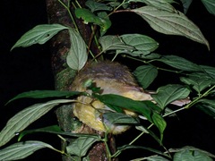Alophoixus frater