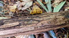 Resupinatus applicatus