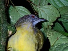 Alophoixus frater