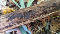 Resupinatus applicatus