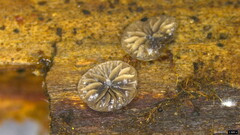 Resupinatus applicatus