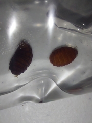 Cuterebra emasculator