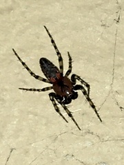 Alpaida gallardoi