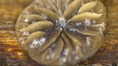 Resupinatus applicatus