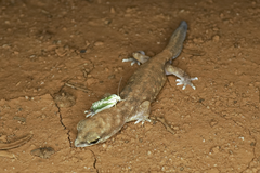 Earias huegeliana