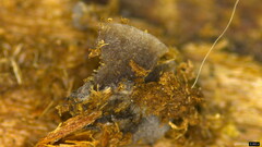 Resupinatus applicatus