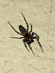 Alpaida gallardoi