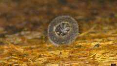 Resupinatus applicatus