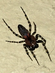 Alpaida gallardoi