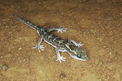 Lucasium steindachneri