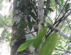 Hylophilus poicilotis