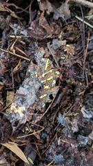 Fungi