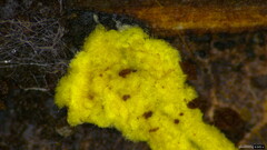 Fungi