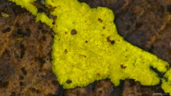 Fungi