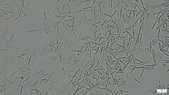 Fungi