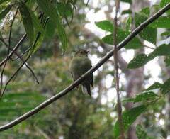 Chiroxiphia caudata