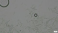 Fungi