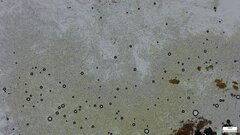 Fungi