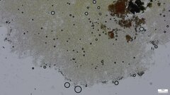 Fungi