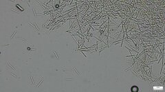 Fungi