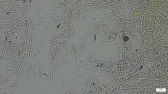 Fungi