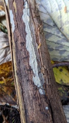 Agaricomycetes