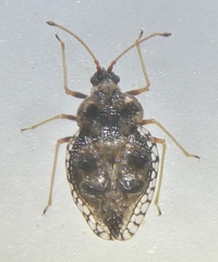 Dictyla rotundata