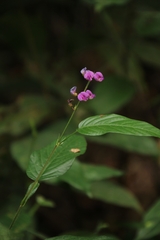 Tadehagi triquetrum