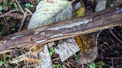 Agaricomycetes