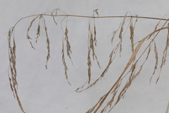 Poa palustris