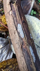 Agaricomycetes