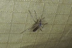Aedes vittiger