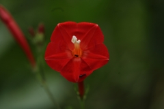 Ipomoea hederifolia