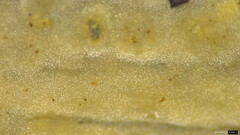 Agaricomycetes