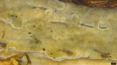 Agaricomycetes