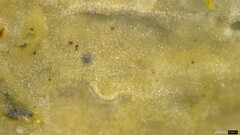 Agaricomycetes
