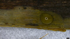 Agaricomycetes