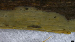 Agaricomycetes
