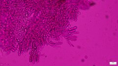 Agaricomycetes