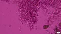 Agaricomycetes
