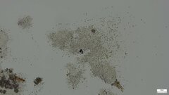 Agaricomycetes