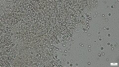Agaricomycetes