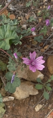 Malva sylvestris
