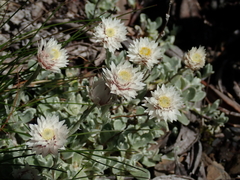 Anaphalis nepalensis
