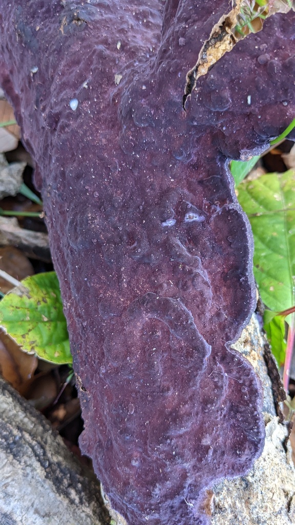 Phlebiopsis crassa · November 2022 · photo: © atsushi_nakajima_cirque (iNaturalist, cc-by)