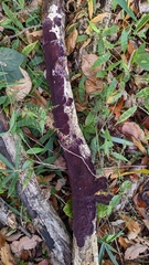 Phlebiopsis crassa