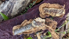 Phlebiopsis crassa