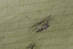Aedes vittiger
