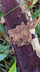 Phlebiopsis crassa